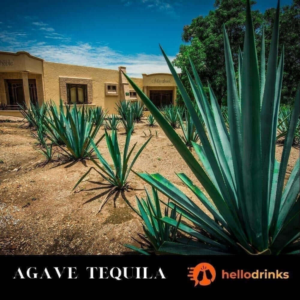 Agave Hello Drinks